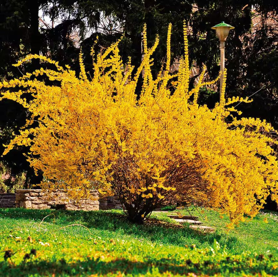 Golden Forsythia