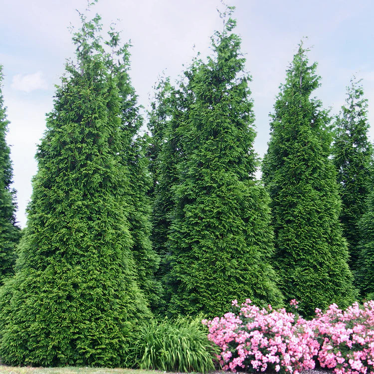 (Thuja) Arborvitae